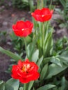 Beautiful red tulips growing in the garden Royalty Free Stock Photo