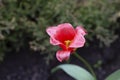 Beautiful red tulips growing outdoors on sunny day, closeup. Royalty Free Stock Photo