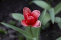 Beautiful red tulips growing outdoors on sunny day, closeup. Royalty Free Stock Photo