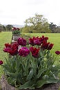 Red tulips in garden plant pots Royalty Free Stock Photo