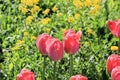 Beautiful red tulips, modest yellow flowers and green grass in a picture of harmonious spring nature Royalty Free Stock Photo