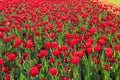 Beautiful red tulips nature background