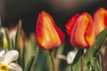 Beautiful red tulips outdoor in spring time Royalty Free Stock Photo