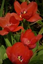 Beautiful red tulips in spring