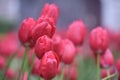 Beautiful red tulips in the spring garden Royalty Free Stock Photo