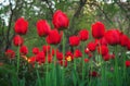 Beautiful red tulips in spring time on the street Royalty Free Stock Photo