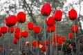 Beautiful red tulips in spring time on the street Royalty Free Stock Photo