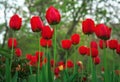 Beautiful red tulips in spring time on the street Royalty Free Stock Photo