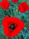 Beautiful red tulips in spring Royalty Free Stock Photo