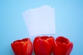 Beautiful red tulips top view on trendy Royalty Free Stock Photo