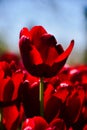 Beautiful Red Tulips Royalty Free Stock Photo