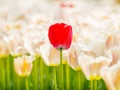 Beautiful red tulips in tulip field Royalty Free Stock Photo