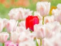 Beautiful red tulips in tulip field Royalty Free Stock Photo