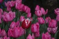 Beautiful pink tulips with water droplets Royalty Free Stock Photo