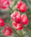 Dreamy Spring Tulips in Soft Focus Garden