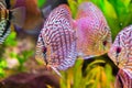 Beautiful red turquoise discus fish in closeup with 2 other discus fishes in the background, a tropical cichlid fish from the