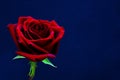 Close up of a single red valentines rose against dark blue background