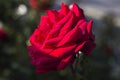 Beautiful red velvet rose in the garden Royalty Free Stock Photo