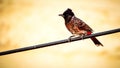 Beautiful Red Vented Bulbul Royalty Free Stock Photo