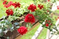 Beautiful red Verbena flowers Royalty Free Stock Photo