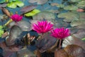 Beautiful red waterlily or lotus flower blooming and leaf in morning summer tropical on water surface pond. Green nature Royalty Free Stock Photo