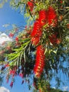 Beautiful red weeping bottlebrush under blue sky. close up.