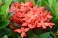 Close up of West Indian Jasmine flowers or Red spike flowers with green leaves background.