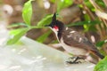 Beautiful red-whiskered bulbul