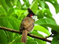 The red-whiskered bulbul or Pycnonotus jocosus or crested bulbul