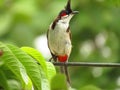 The red-whiskered bulbul or Pycnonotus jocosus or crested bulbul