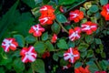 Beautiful red-white balsamins flowers in the garden