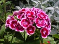 Red with white border clove buds