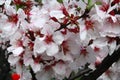 Beautiful red white Cherry bloom on a sunny day on a spring Royalty Free Stock Photo