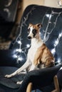 Beautiful red and white colored whippet puppy sitting on modern dark gray fabric armchair decorated with bright electric string li