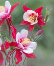 Beautiful Red and White Columbine Flowers