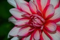 Luxurious red-white garden Dahlia flower. Royalty Free Stock Photo