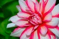 Luxurious red-white garden Dahlia flower. Royalty Free Stock Photo