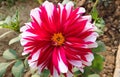 Beautiful Red And White Dahlia Flower
