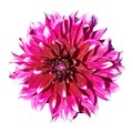 Beautiful red white dahlia. Isolated on white in the background Royalty Free Stock Photo