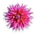 Beautiful red white dahlia Royalty Free Stock Photo