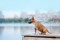 Beautiful red and white dog breed mini bull terrier sitting on a wooden pier Royalty Free Stock Photo