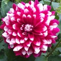 Red Dahlia. Beautiful red and white flower in a garden. Natural dahlia flower.