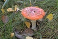 Beautiful red-white fly agaric on the grass in the forest Royalty Free Stock Photo