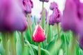 Beautiful red and white garden tulip forming among field of purple tulips triumph tulips. Bright green leaves and flower stems Royalty Free Stock Photo