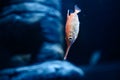 Beautiful Red White Gold Fish in fresh water glass tank on blue background Royalty Free Stock Photo