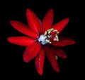 Beautiful red, white & green passion flower on black Royalty Free Stock Photo