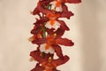 Beautiful red and white Oncostele Hilo Firecracker New Year orchids Royalty Free Stock Photo