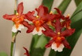 Beautiful red and white Oncostele Hilo Firecracker 'New Year' orchids Royalty Free Stock Photo