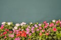 Madagascar periwinkle garden with blue background