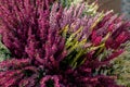 Beautiful red, white and pink heather blossoms closeup.